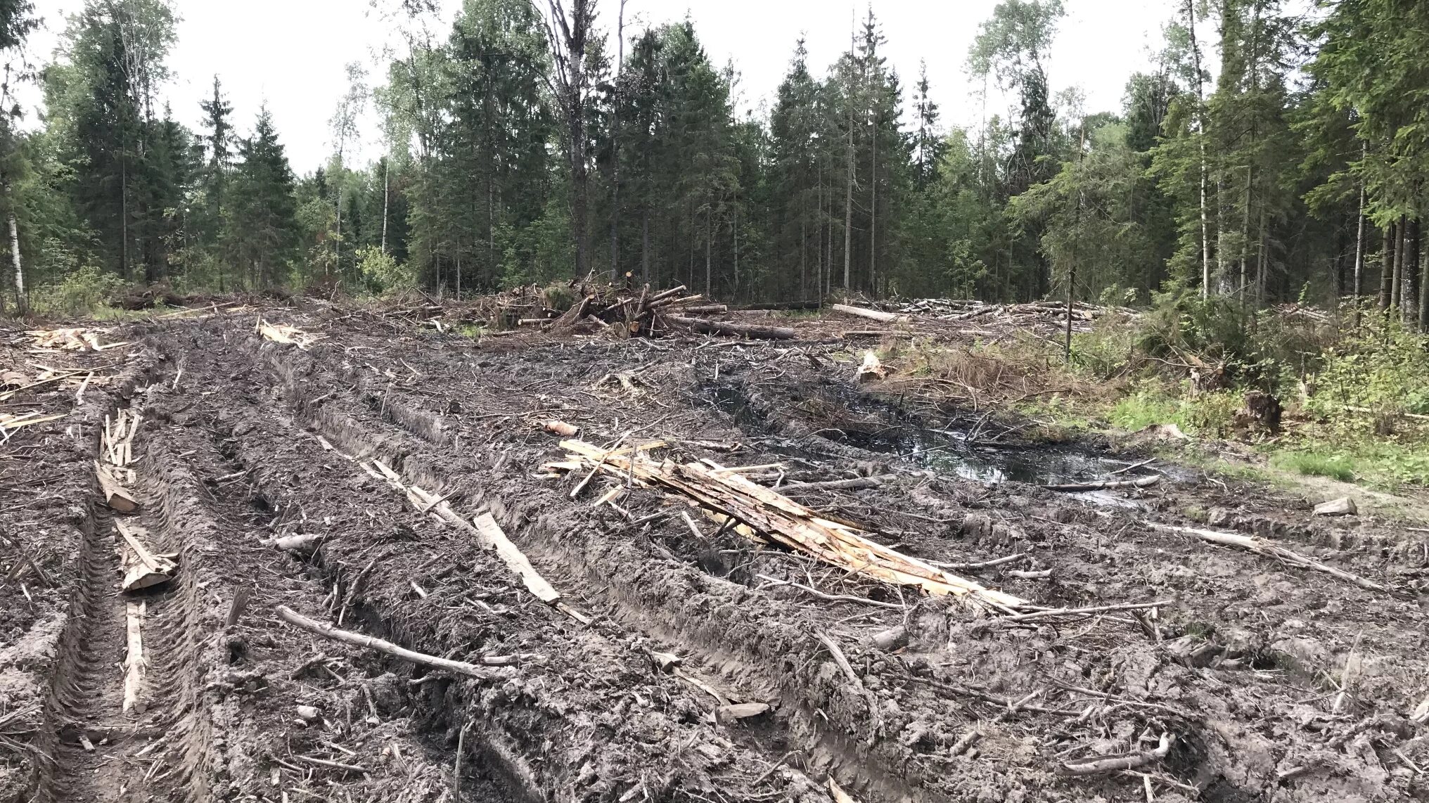 Лесовосстановление горельников. Нарушения почв. Виды антропогенных влияний. Нарушения почв. Подготовка почвы под лесные культуры.