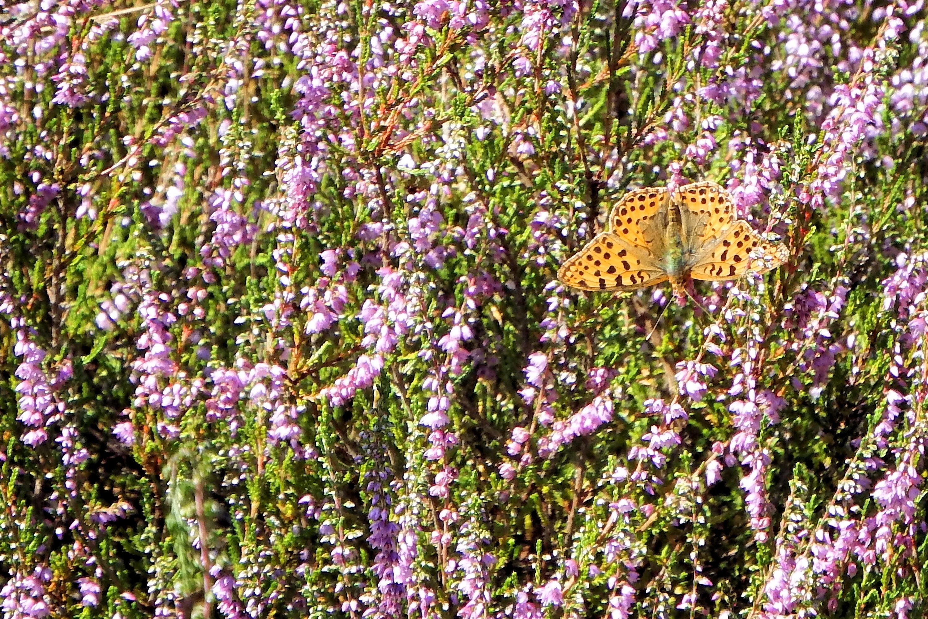 Хайде фото. Вереск и бабочка. Heide растение. Кустарники привлекающие бабочек. Растения привлекающие бабочек.