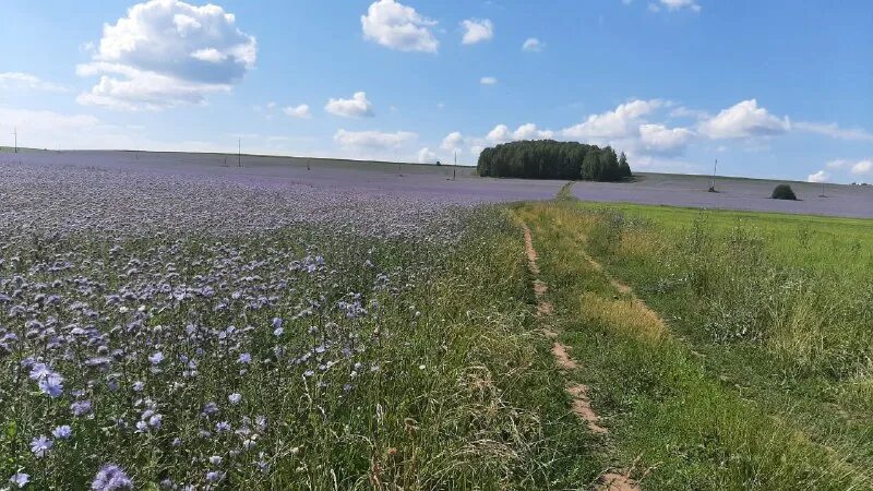 Низменности британии. Поля какого то класса. Поля какого то класса. Пшеница безенчукская нива. Поля какого то класса.