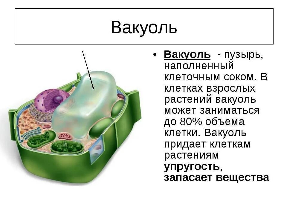 Вакуоль растительной клетки строение и функции. Вакуоль растительной клетки 5 класс биология. Структура клетки растения вакуоль. Вакуоль это в биологии. Клеточный сок содержимое вакуоли