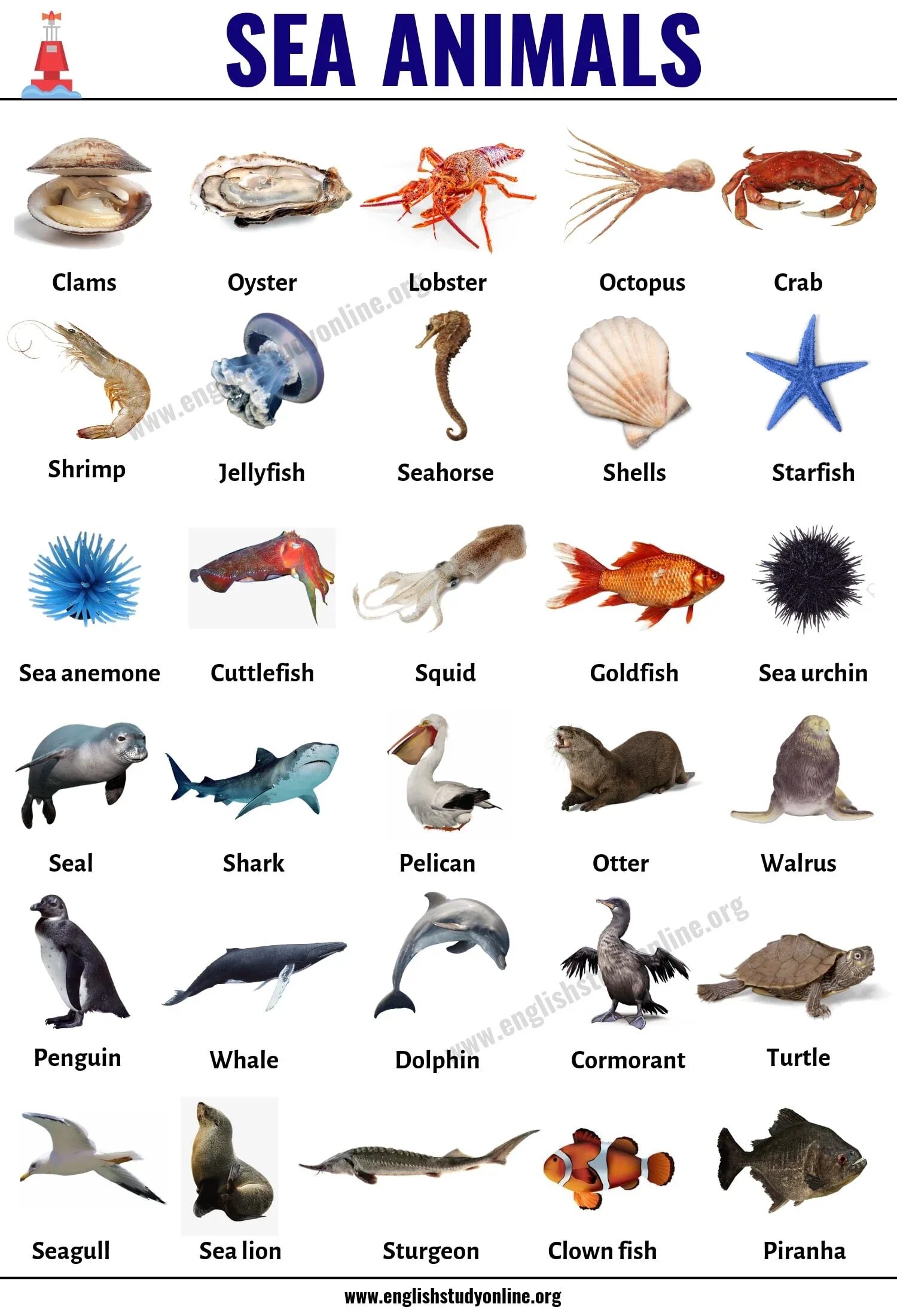 Как будет по английскому морская. Sea animals английском языке. Морские обитатели названия. Морские животные на английском для детей. Обитатели моря для детей.