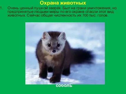 Ценный зверь