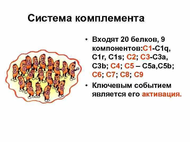 Комплемент c. Строение белков системы комплемента. Функции белков системы комплемента. Комплемент система комплемента. Компоненты комплемента иммунология.