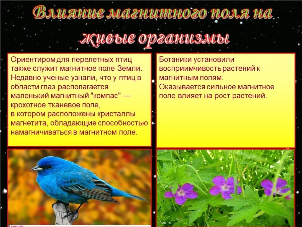 Действие магнитного поля на живые организмы. Влияние магнитного поля на живые организмы. Влияние магнитного поля на животных. Влияние магнитных полей на организм животных. Влияние магнитного поля земли на живые организмы.