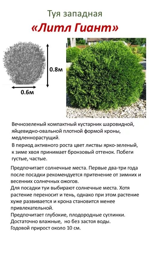 Характеристика даника мальца. Туя Даника годовой прирост. Туя шаровидная Даника описание. Туя Западная Даника диаметр кроны. Туя Западная Даника описание.