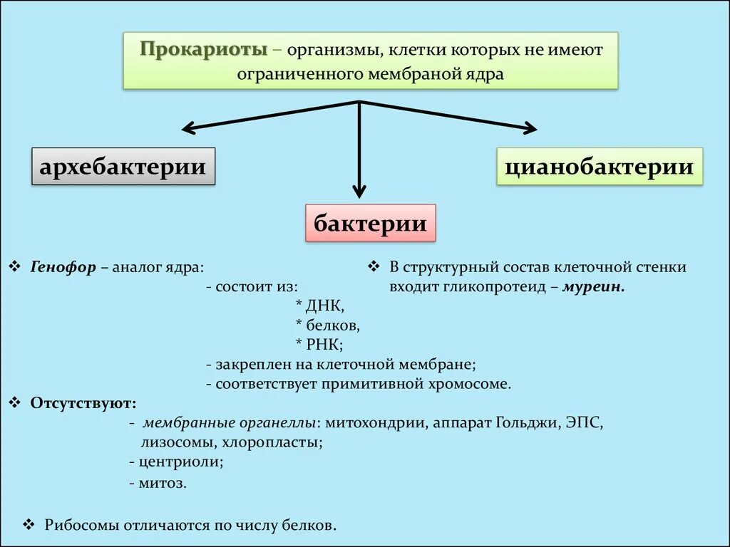 Клетки прокариот не имеют ядра