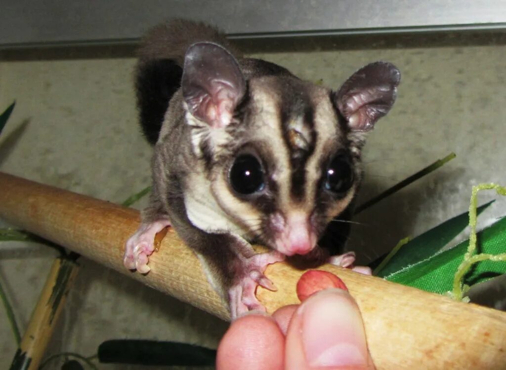 Куничка имя. Австралийский карликовый поссум. Волчок волк волчонок. Прикольные фото благодарной крысы. Каждый зверек спасается от своих.