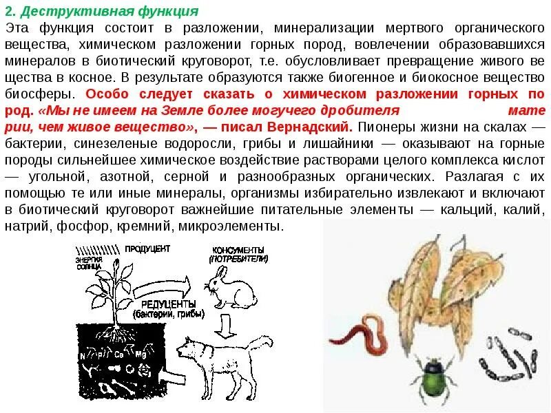 Органическое разложение живого. Деструктивная функция живого вещества. Деструктивная функция живого вещества в биосфере. Дизруптивная функция живого вещества. Разрушительная функция живого вещества в биосфере.