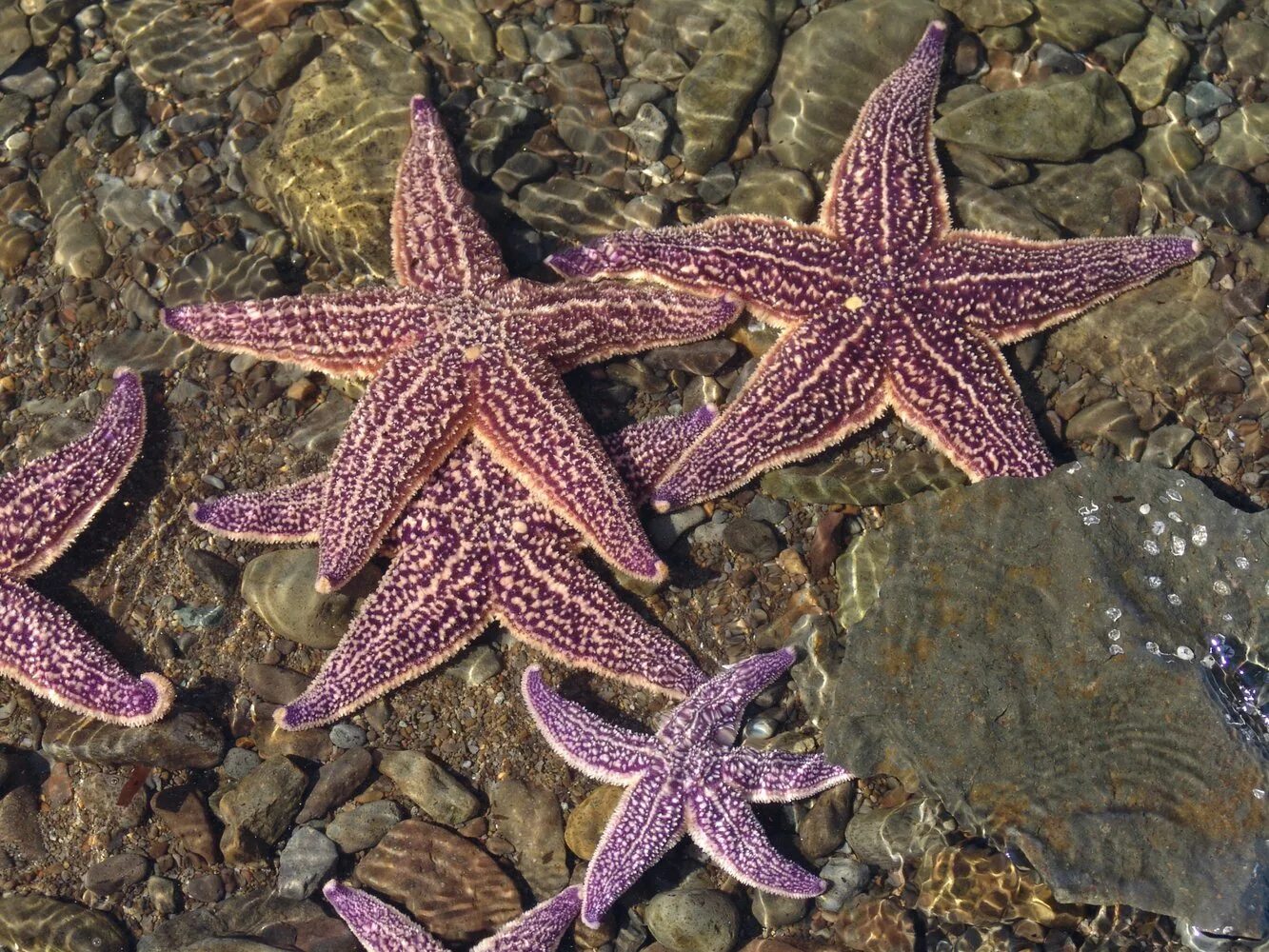 Амурская морская звезда (Asterias amurensis). Астерия Амурская морская звезда. Морская звезда Lunckia Columbiae. Морская звезда Midgardia Xandaros.. Найти морскую звезду