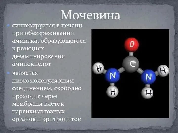 Мочевина синтезируется в печени. Роль мочевины в организме. Аммиак и мочевина конечные продукты. Реакция обезвреживания аммиака в печени. Мочевиной форум