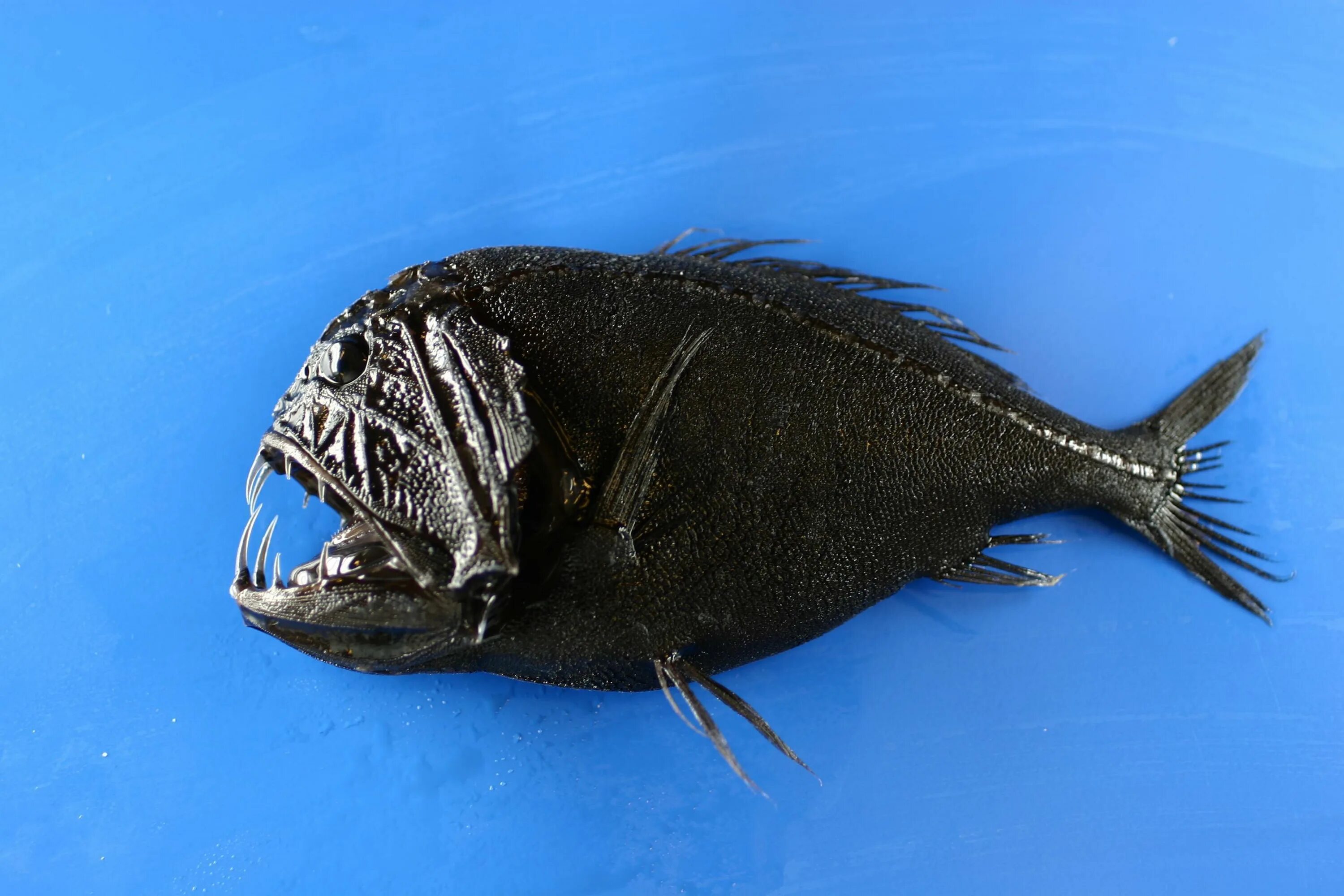 Бывает черная рыба. Длиннорогий Саблезуб. Длиннорогий Саблезуб рыба. Саблезуб (Anoplogaster cornuta). Длиннорогий Саблезуб малек.