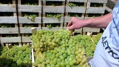 При сборе винограда