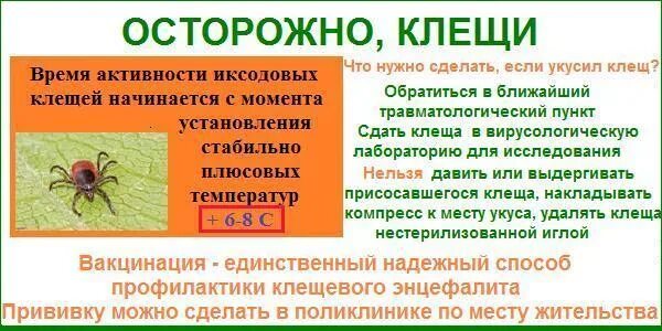 Клещи информация. Клещевой энцефалит таежный клещ. осторожно клещи. информация осторожно клещи. осторожно клещи профилактика.