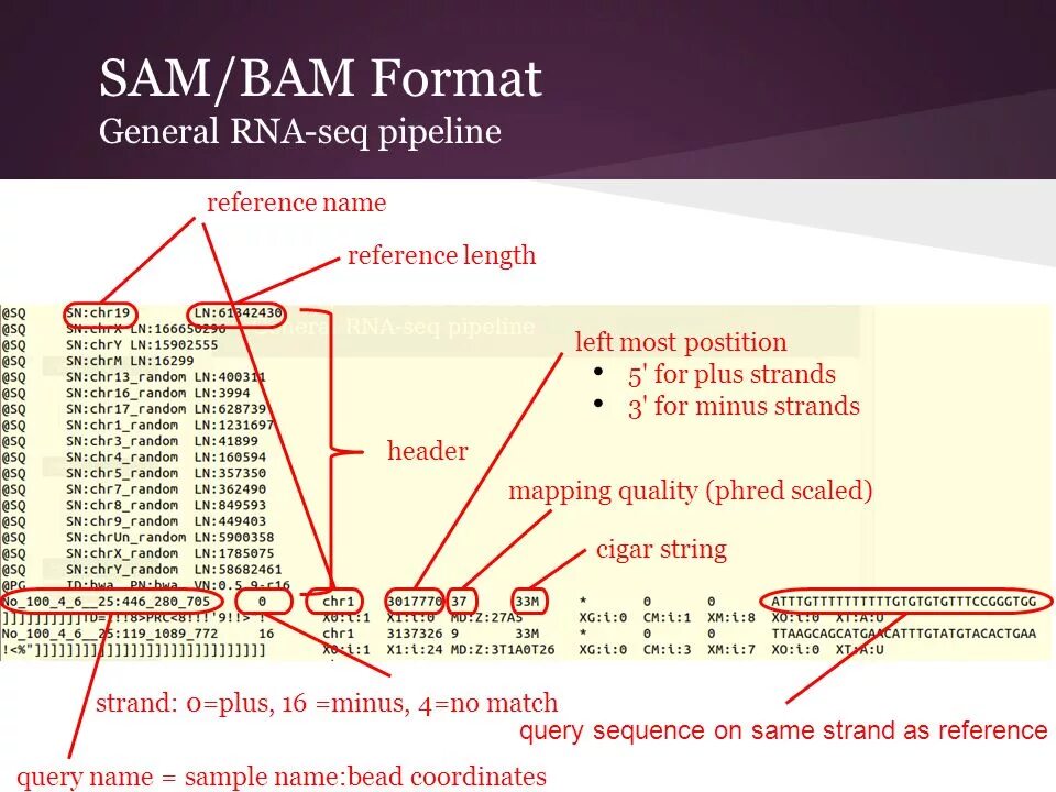 Bam bam на русском. Метод БЭМ. Bam file structure. Bam file.