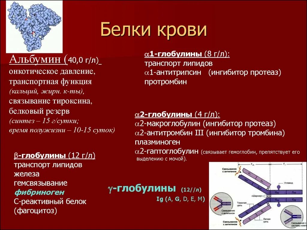 Альбумин повышен у мужчин. Белок в крови. Какие белки в крови. Повышение белков в крови. Белок в плазме крови повышен.