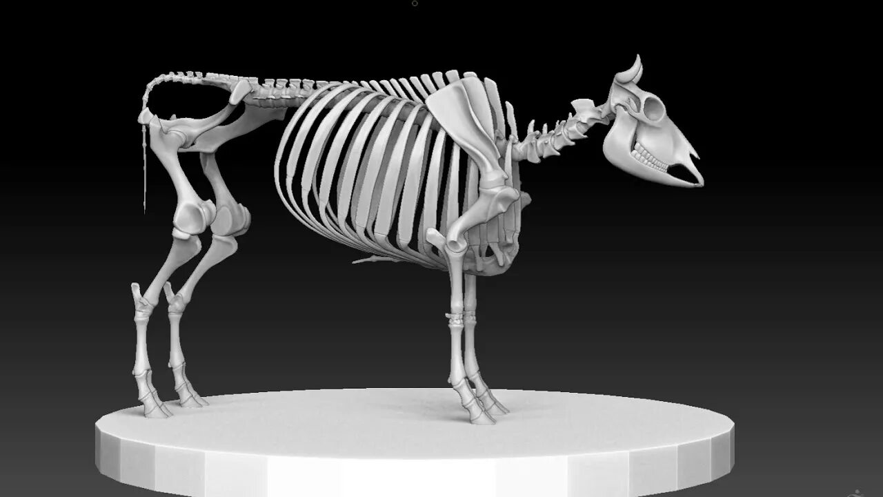 Скелет быка. Скелет коровы. Джамбо скелет.
