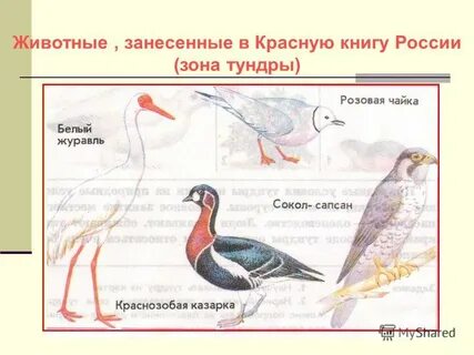 Животные красной книги тундры