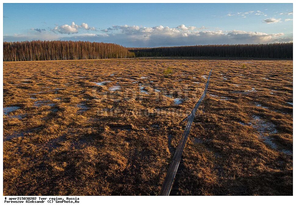 центрально-лесной заповедник тверская область. старосельский мох. болота старосельский мох. филинское верховое болото молжаниновский район. старосельский мох тверская область.