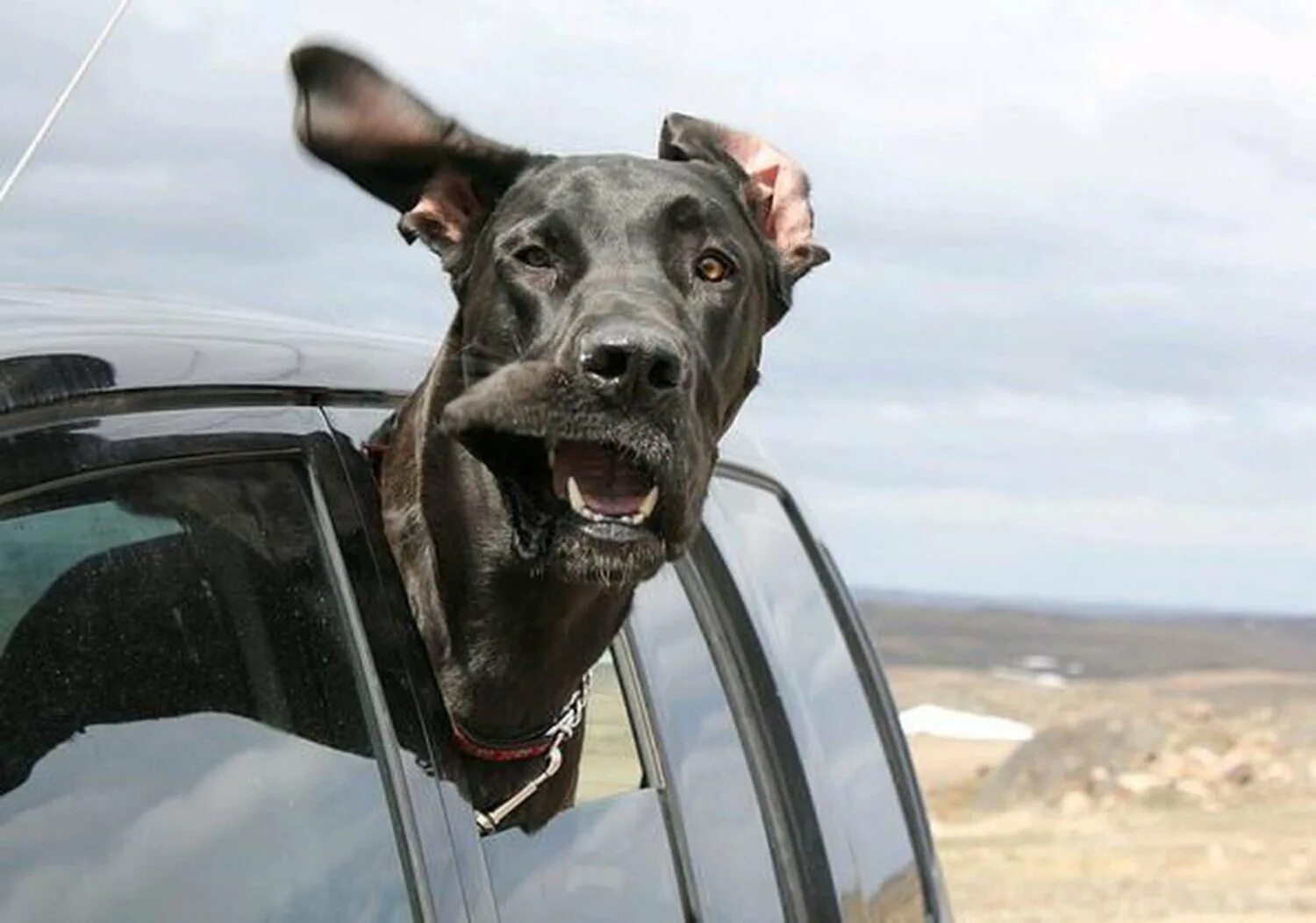 Ловить ртом воздух. Собака в машине. Смешная собака в машине. Собака высунулась из окна автомобиля. Собака высунулась из машины.