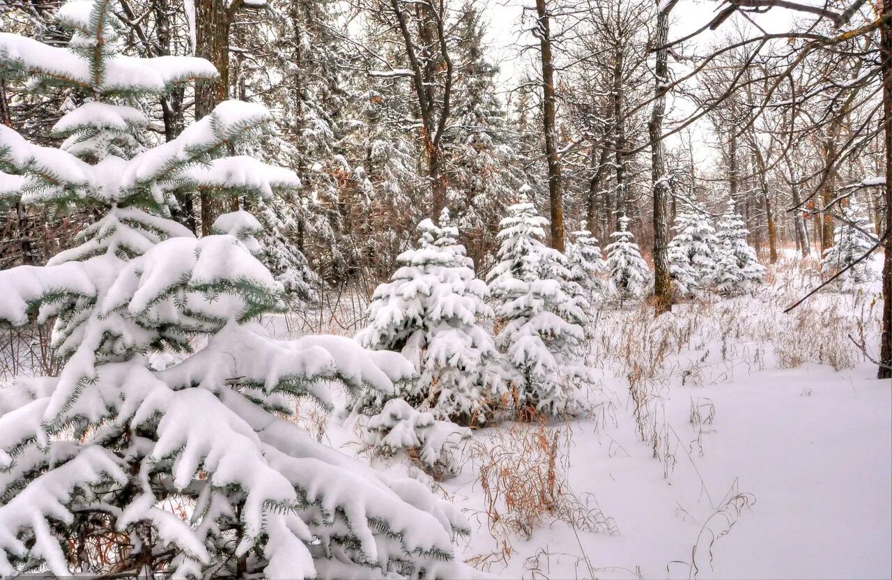 Где прячется снег. Зимний лес. Зимой в лесу. Декабрь природа. Лес в декабре.