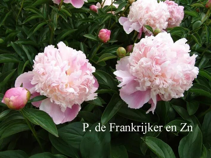 Пион леди анна фото Пион Леди Анна (Paeonia Lady Anna) купить в Москве по низкой цене из питомника,