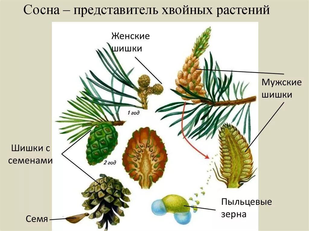 Хвойные растения части растений. Строение шишки голосеменных растений рисунок. Строение хвои голосеменных растений. Строение шишек голосеменных растений. Мужская шишка голосеменных растений строение.