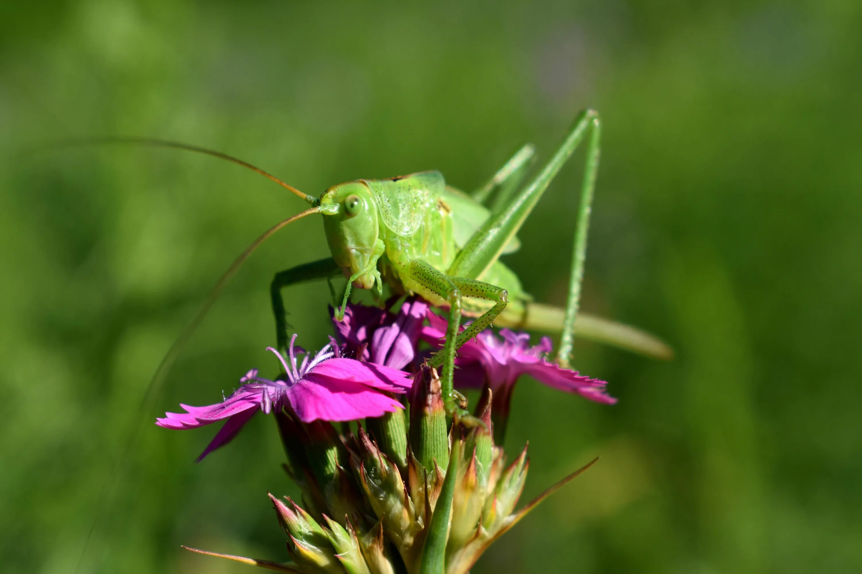 Кузнечик Синекрылка. Радужный кузнечик Dactylotum bicolor. Нимфа кузнечика. Кузнечик полевой.