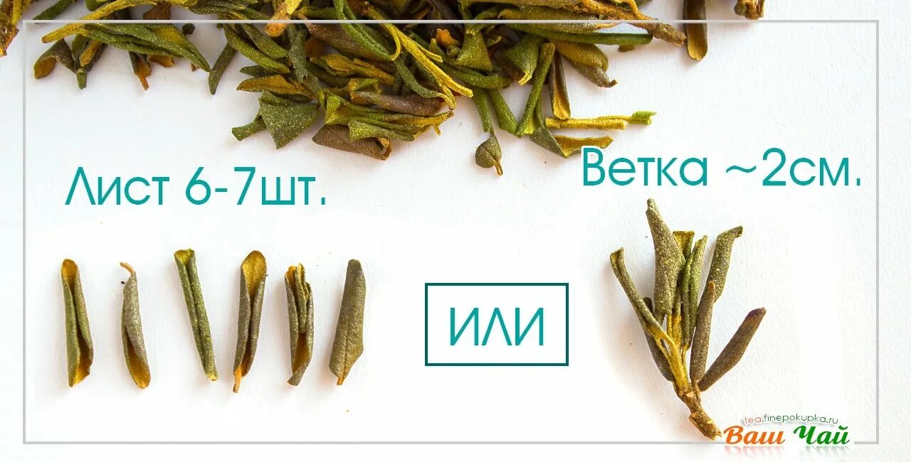 Как заваривать дайля. Рододендрон саган дайля. ветка саган дайля. саган-дайля чай. саган-дайля как заваривать.