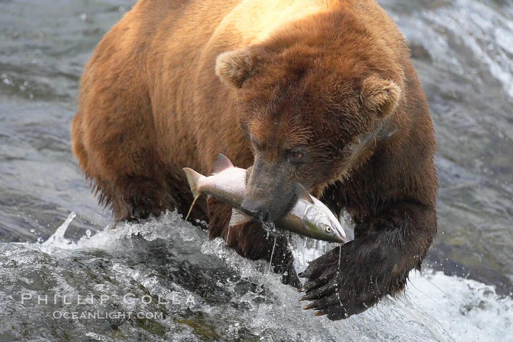 Bears eat