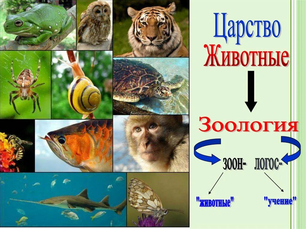 Что такое зоология 3 класс. Зоология. многообразие царства животных. биология зоология. презентация на тему зоология.