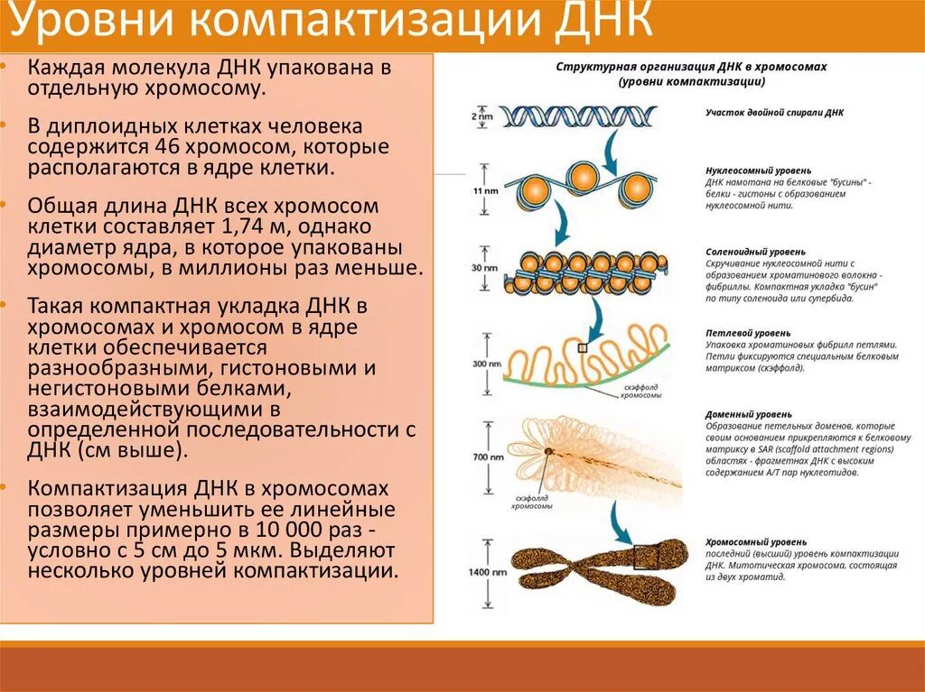 Днк какая форма. Уровни компактизации ДНК таблица. Нуклеосомный уровень компактизации хроматина. Схема различных уровней компактизации хроматина. Строение хромосом уровни организации.