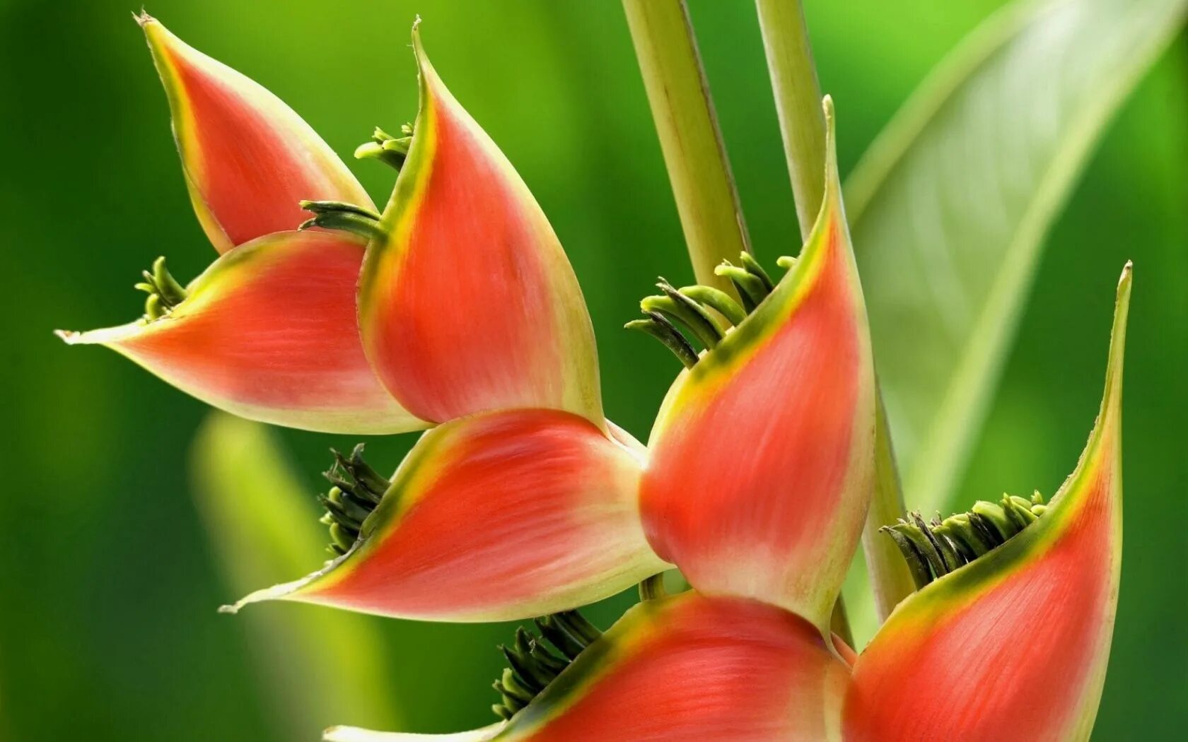 Удивительное о цветах. Капур качари растение. Heliconia Tropical. Стрелиция Королевская Райская птица.