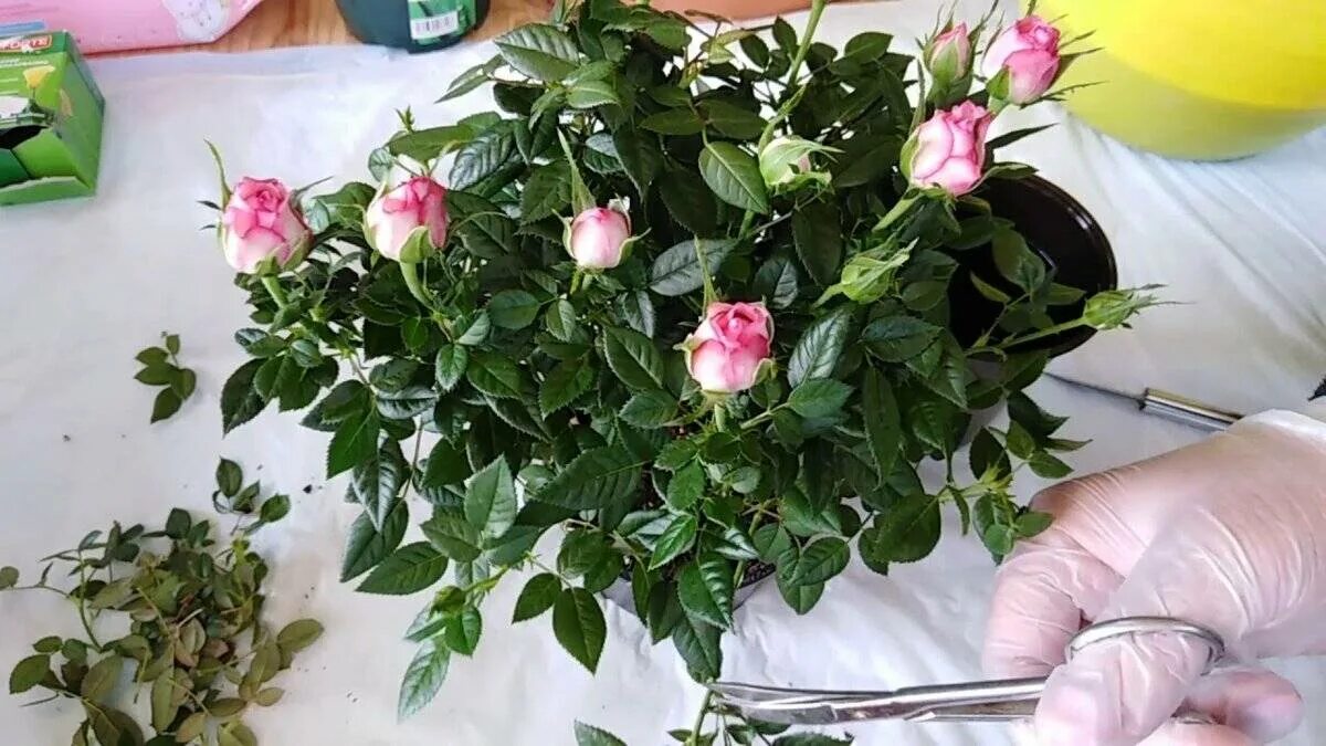 Пересадка домашней розы после покупки
