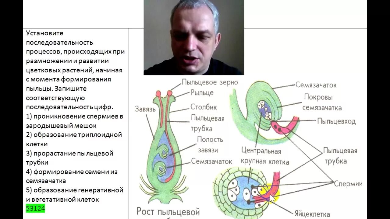 Установите последовательность процессов при размножении человека. Последовательность процессов при размножении цветковых растений. Процессы происходящие при размножении цветковых растений. Последовательность процессов при размножении человека. Последовательность процессов развития цветковых растений.