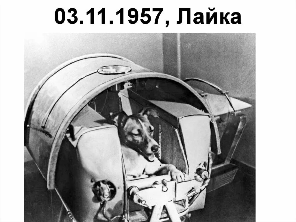 Первое животное совершивший орбитальный полет. Собака лайка 1957. Первая собака космонавт лайка. Лайка космонавт 1957. 1957 Лайка в космосе.