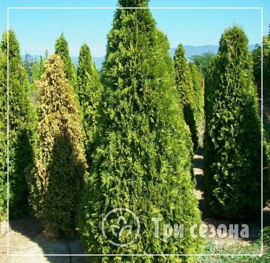 Продаю туи