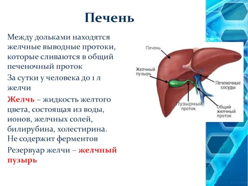 Стороны печени. Строение печени и желчного пузыря. выводной проток печени и желчного пузыря. желчный пузырь сегмент печени. выводные протоки печени строение.