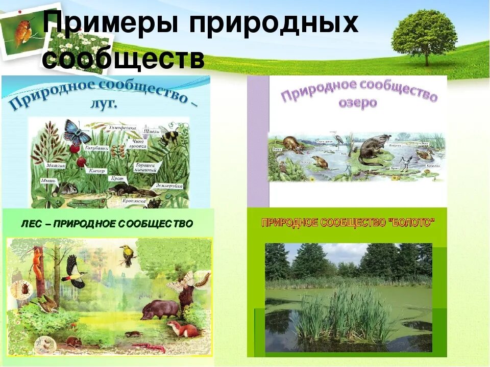 Искусственные природные сообщества 3 класс окружающий мир. Природные сообщества. примеры природных сообществ. схема природного сообщества. естественные сообщества примеры.