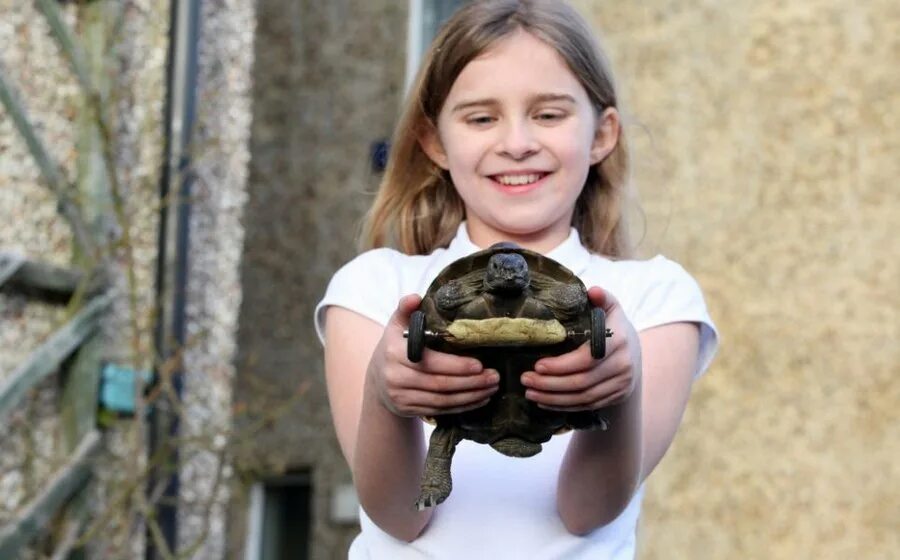 компьютерная мышь черепашка. крыса и черепаха. черепашки ниндзя крыса сплинтер. грызунов черепаха. грызунов черепаха.