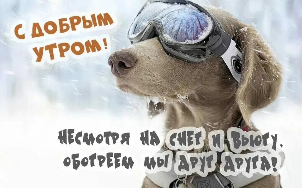 Доброе утро зимнее прикольное. Доброе зимнее утро с юмором. С добрым морозным утром прикольные. С добрым снежным утром прикольные