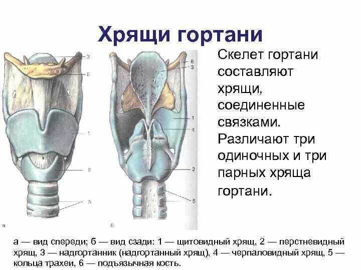 Гортань реферат. Перстневидный хрящ анатомия гортани. Строение гортани спереди. Черпаловидный хрящ гортани анатомия.