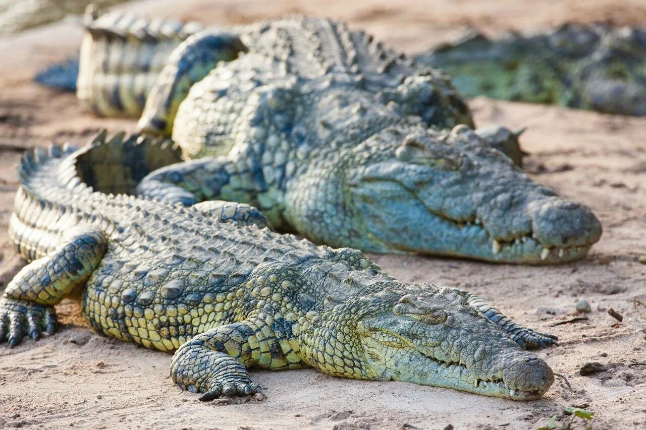 Нильский крокодил. Нильский крокодил Crocodylus niloticus. Нильский крокодил домашний. Африканский узкорылый крокодил.