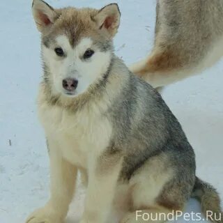 Смесь лайки фото