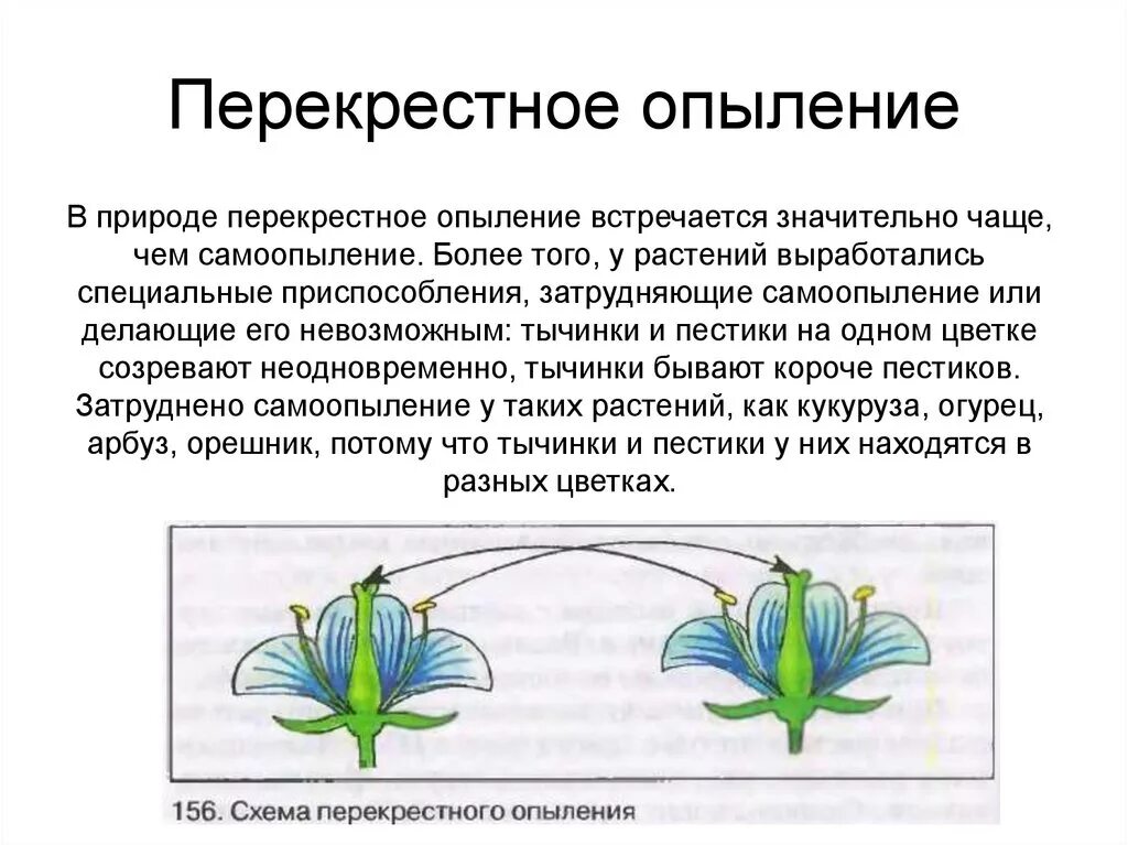 Какие способы опыления. Самоопыление и перекрестное опыление у растений. Перекрестное самоопыление растений. Перекрестное опыление самоопылителей. Сообщение о типах опыления растений.