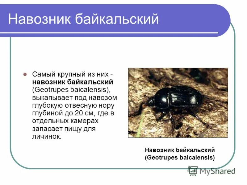 Geotrupes vernalis. муха навозник фото. Trypocopris vernalis l. жук навозник по характеру питания. жук навозник по характеру питания.