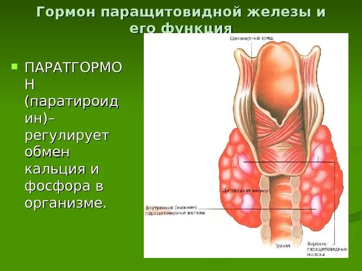 Паращитовидные железы гормоны. Гормоны околощитовидной железы. Околощитовидные паращитовидные железы гормоны. Секретируемые гормоны околощитовидной железы. Паращитовидные железы гормоны и функции.