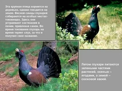 Глухарь получил свое название