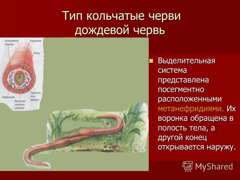 метанефридии открываются ресничной воронкой в перикард