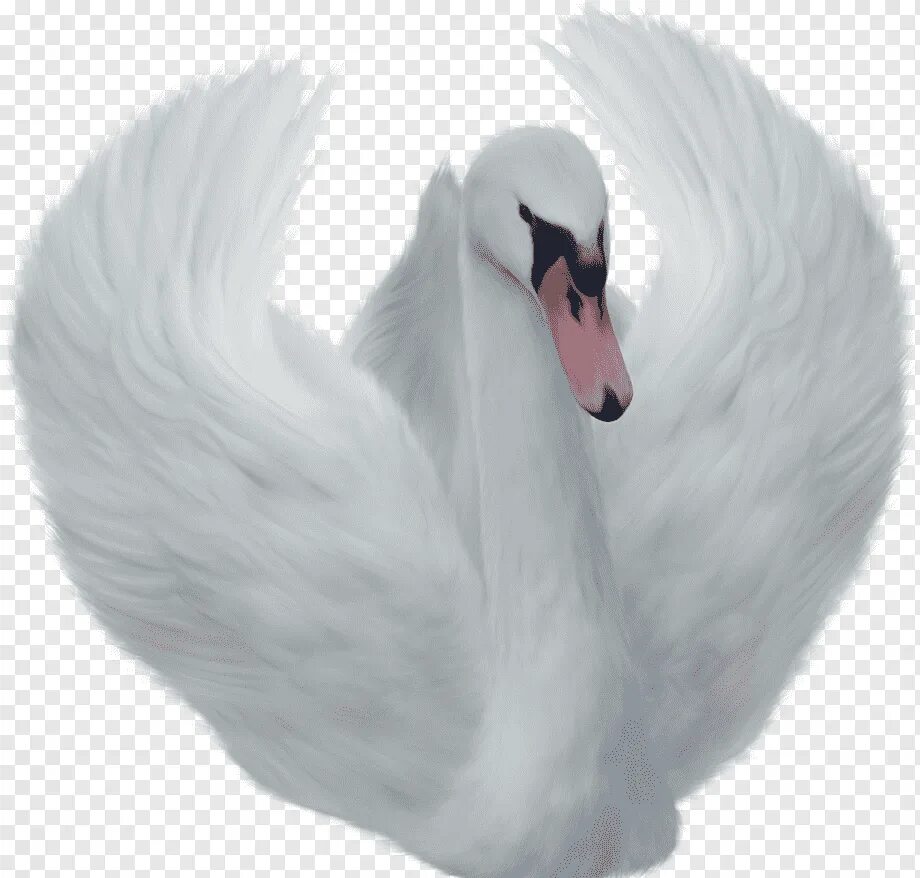 Картинка лебедей на прозрачном фоне. Лебеди (птицы). Лебедь на белом фоне. Лебедь без фона. Лебеденок на белом фоне.
