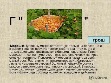 Песня про морошку